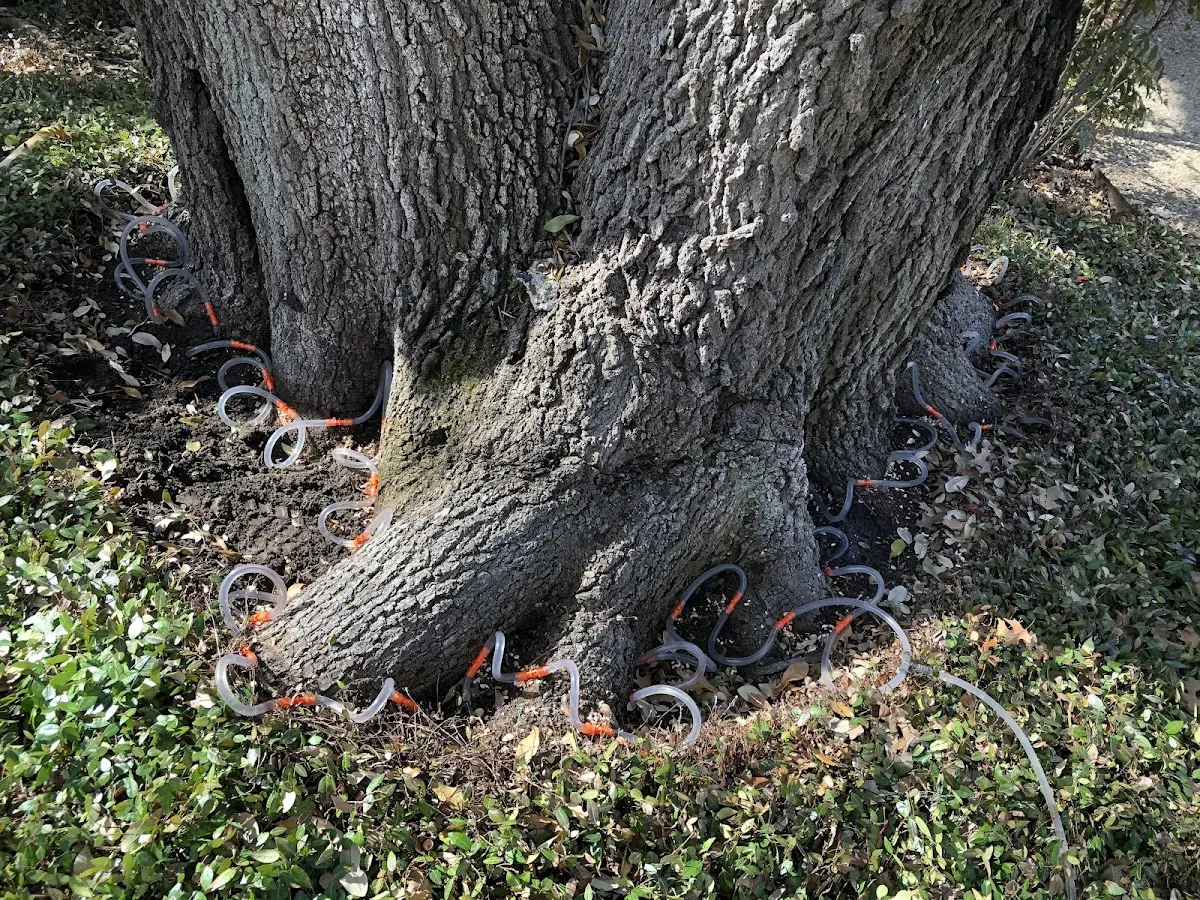 Detailed Tree Cabling and Bracing job site in Morehead