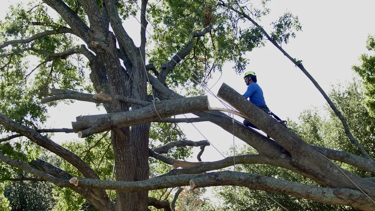Professional Hazardous Tree Removal performed by certified arborists in Morehead